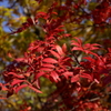 大湯沼紅葉