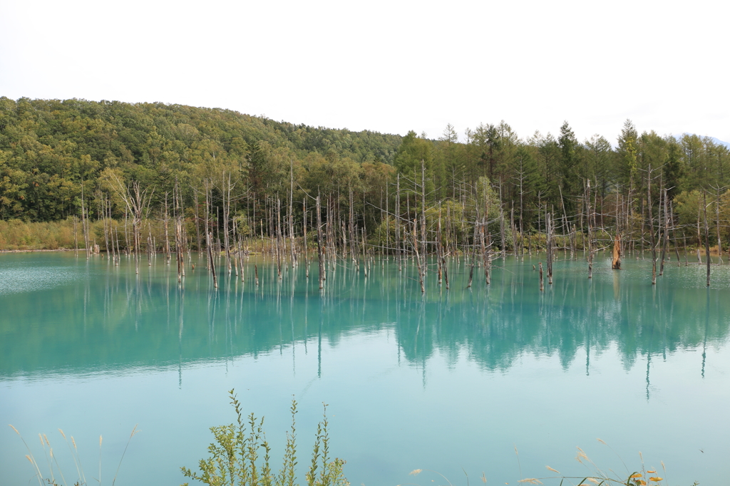 青い池復活