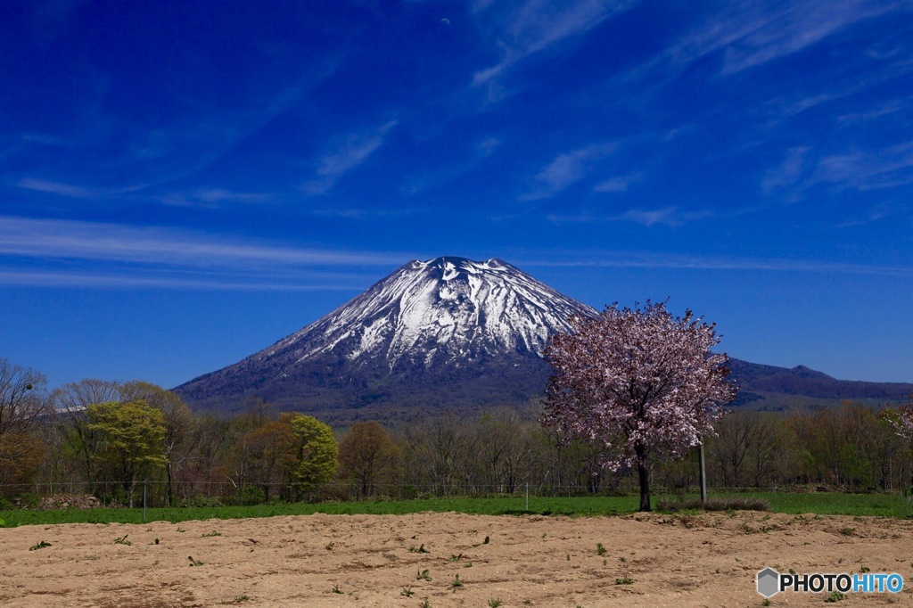 春の羊蹄山