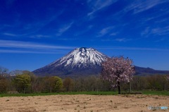 春の羊蹄山