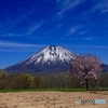 春の羊蹄山