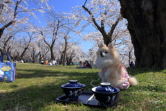 愛犬と桜