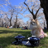 愛犬と桜