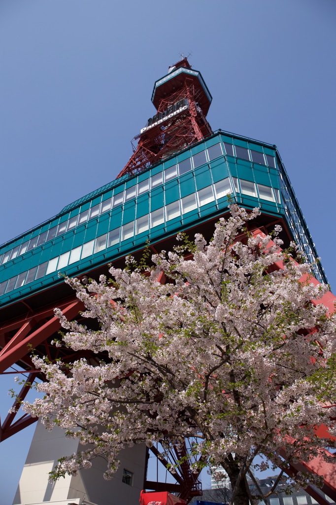 テレビ塔と桜