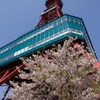 テレビ塔と桜