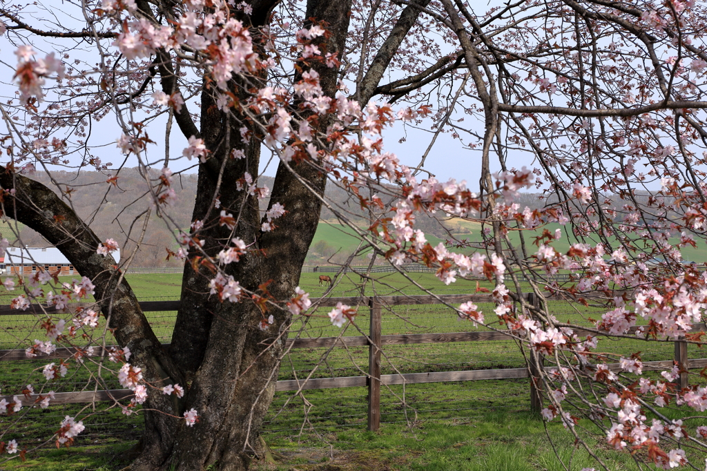 馬と桜