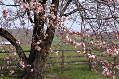 馬と桜