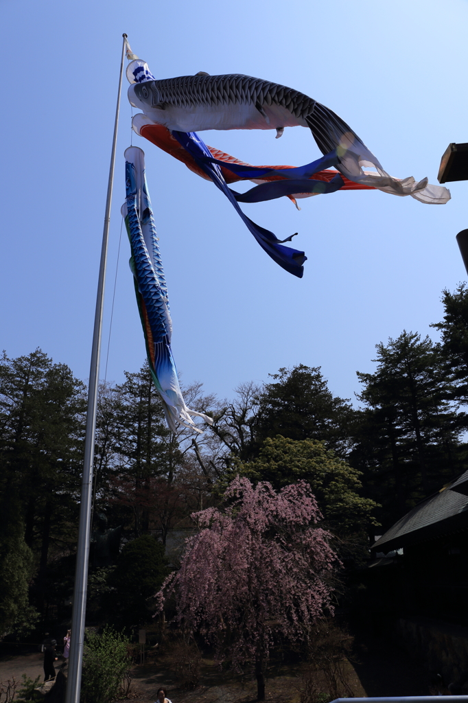 鯉のぼりと枝垂れ桜