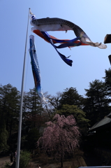 鯉のぼりと枝垂れ桜