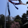 鯉のぼりと枝垂れ桜