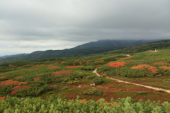 旭岳の紅葉