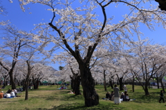 四半世紀ぶりに見た桜