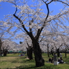四半世紀ぶりに見た桜
