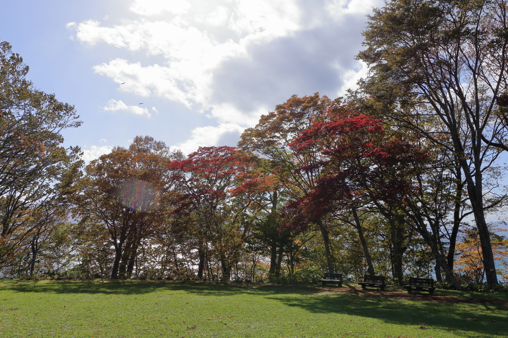 支笏湖紅葉