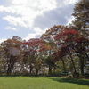 支笏湖紅葉
