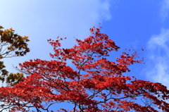 紅葉