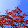 紅葉