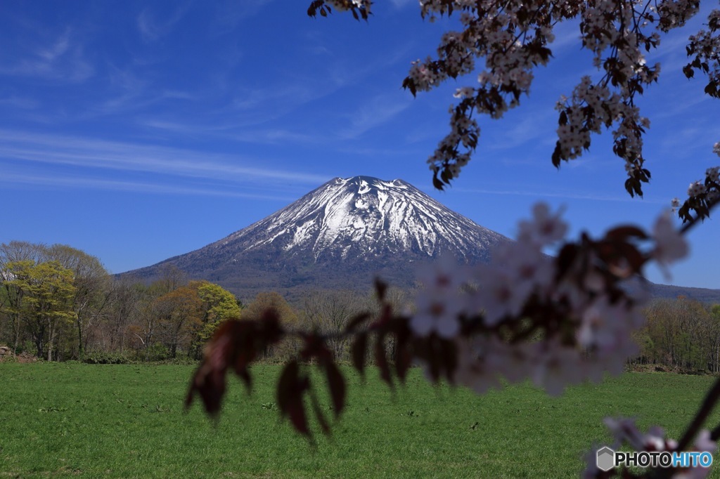 羊蹄山と桜