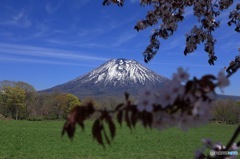 羊蹄山と桜