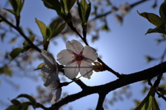 逆光と桜