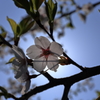 逆光と桜