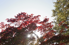 紅葉
