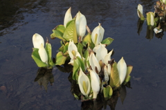 ７D水芭蕉