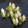 ７D水芭蕉