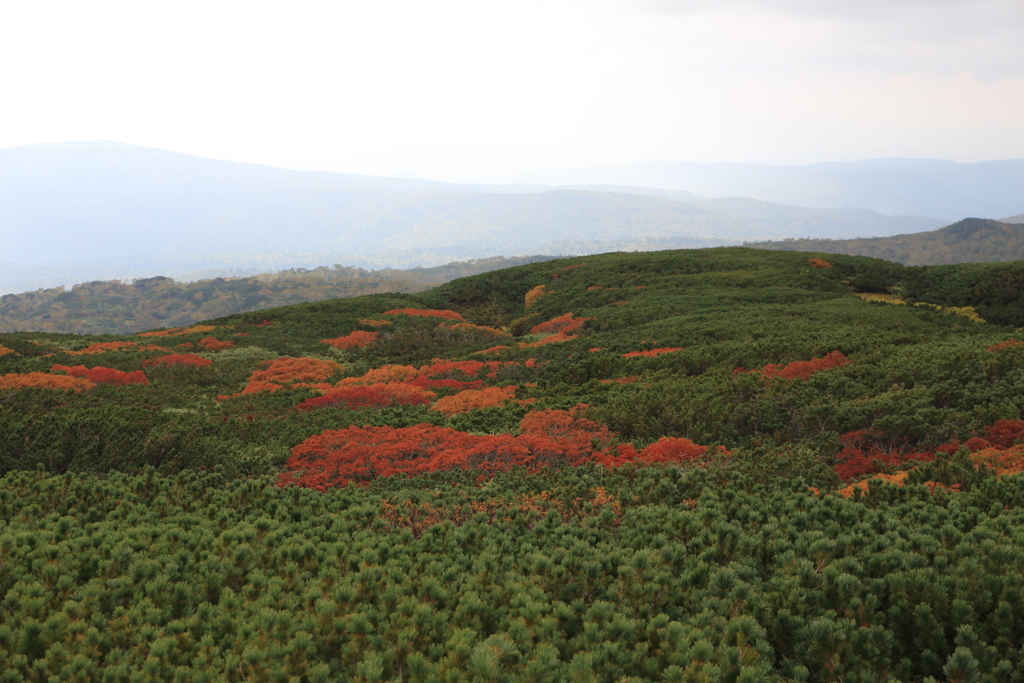 旭岳の紅葉