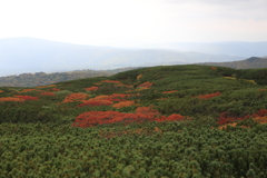 旭岳の紅葉