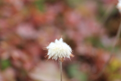 高山植物（旭岳）