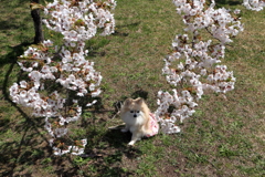 愛犬と桜