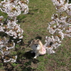 愛犬と桜
