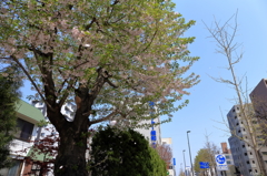 散る桜