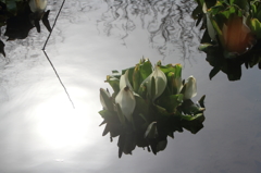 ７D水芭蕉と太陽