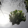 ７D水芭蕉と太陽