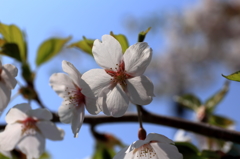 順光と桜