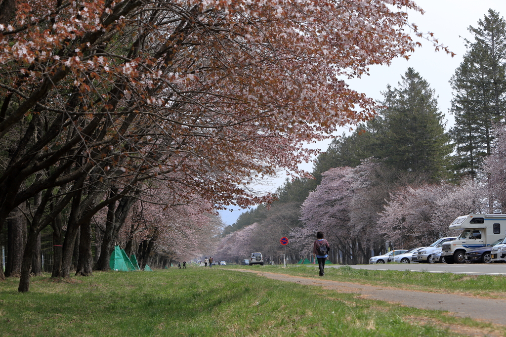静内二十間道路ローアングル