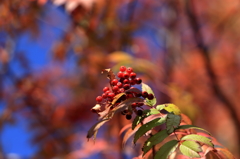 支笏湖紅葉