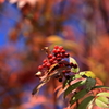 支笏湖紅葉