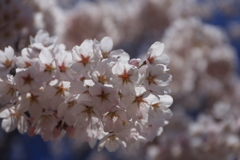 四半世紀ぶりに見た桜