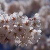 四半世紀ぶりに見た桜