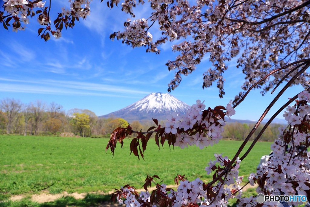 羊蹄山と桜