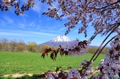 羊蹄山と桜
