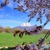 羊蹄山と桜