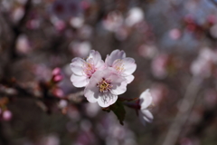 千島桜