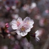 千島桜