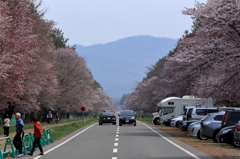 二十間道路桜並木
