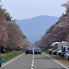 二十間道路桜並木