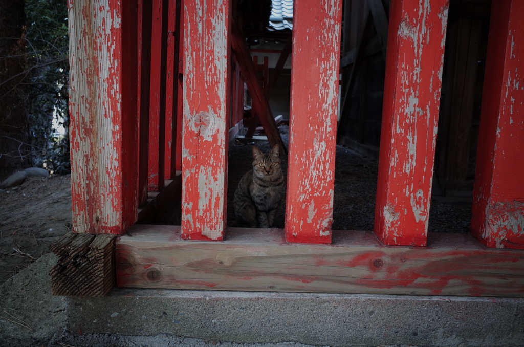 神社に住む小さな神様